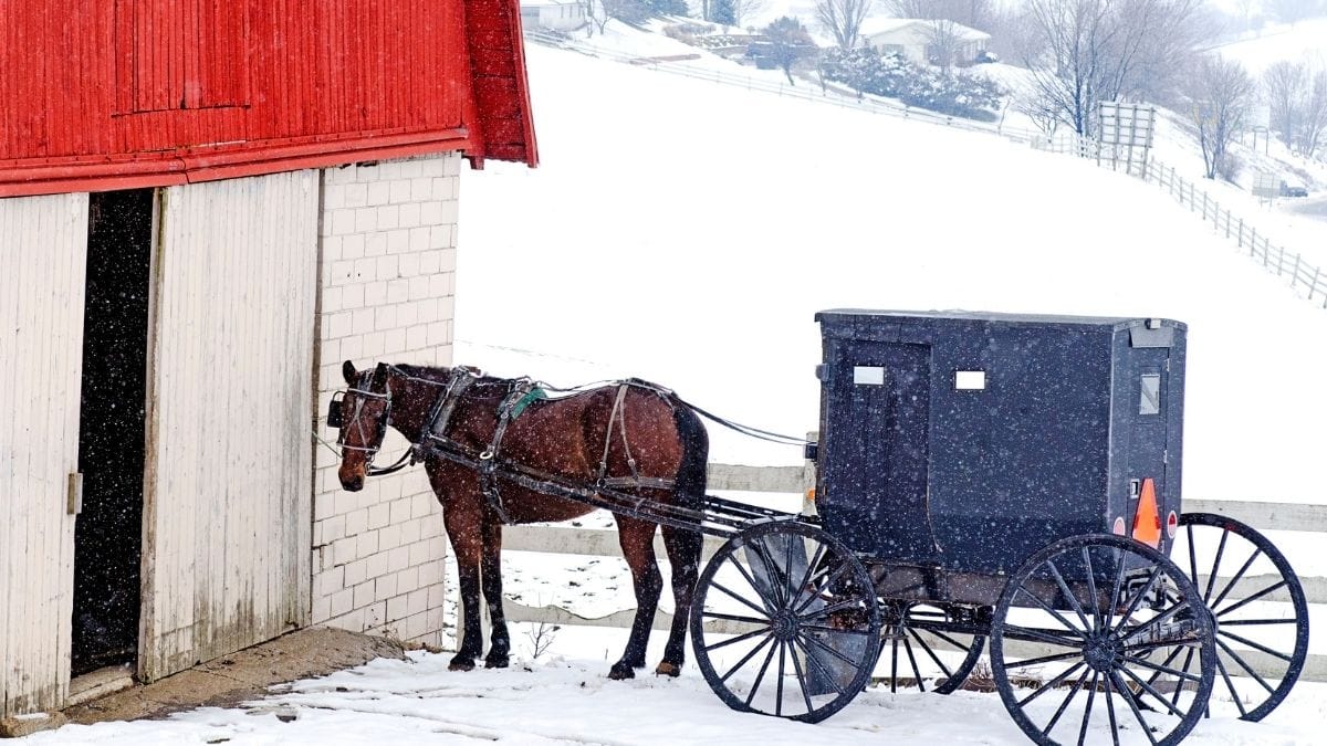 Do the Amish Celebrate Christmas? An Insider Video