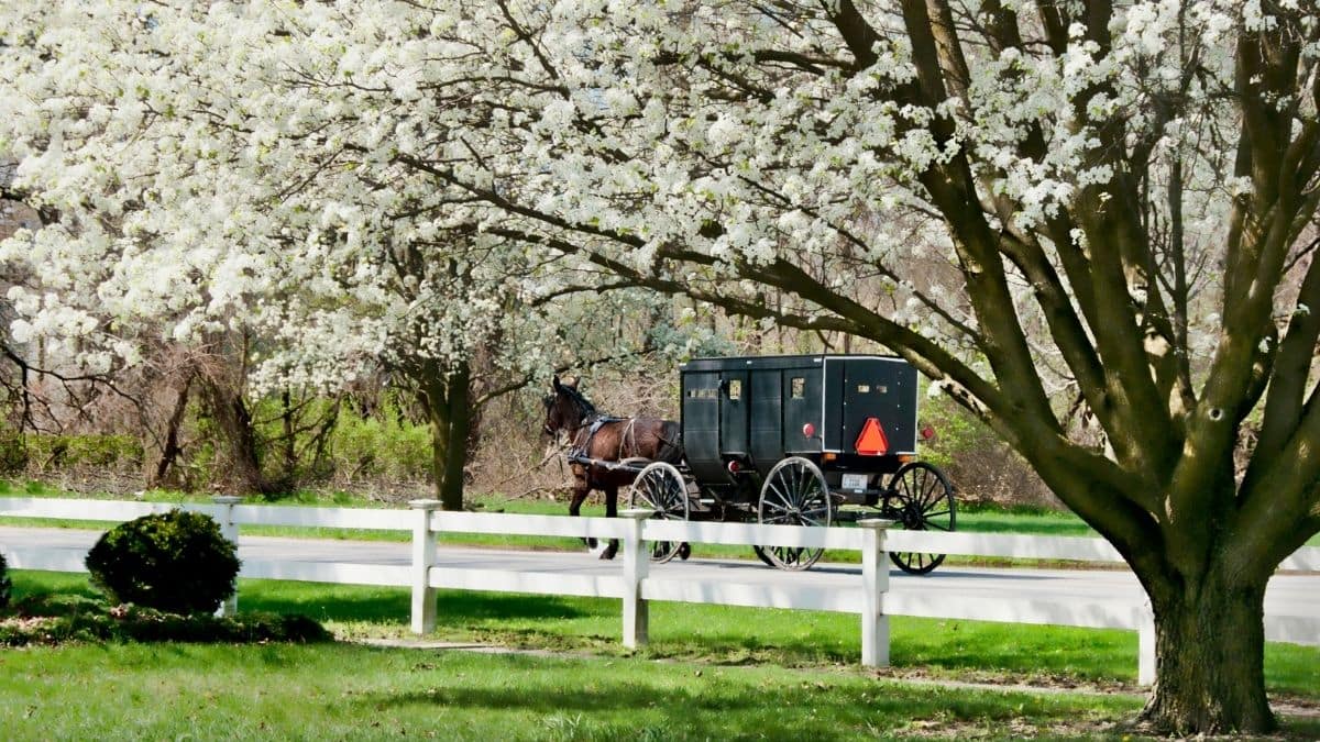 How I Celebrated Easter and Good Friday as an Amish American Child